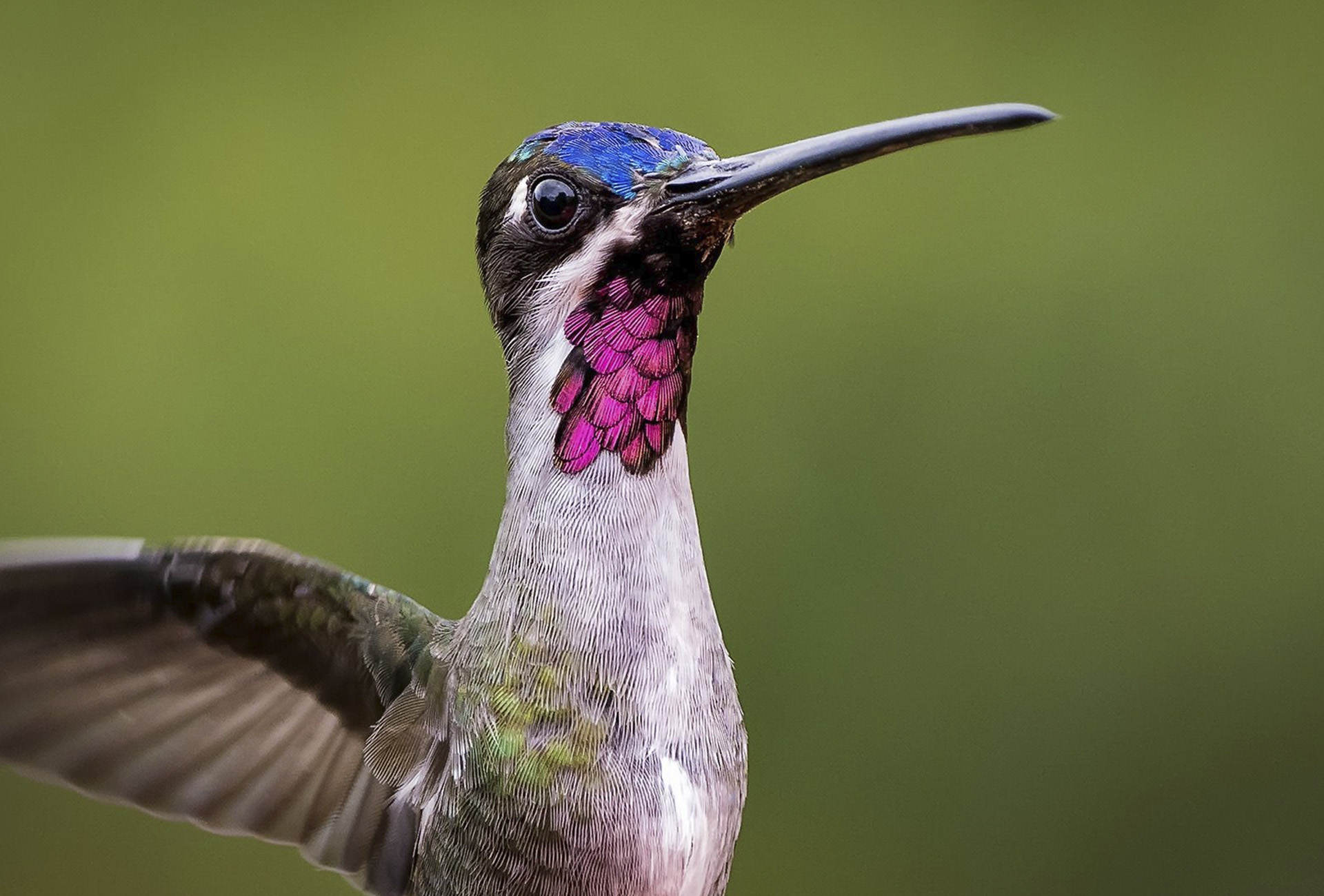 Long-billed Starthroat Chiriqui Birding Panama