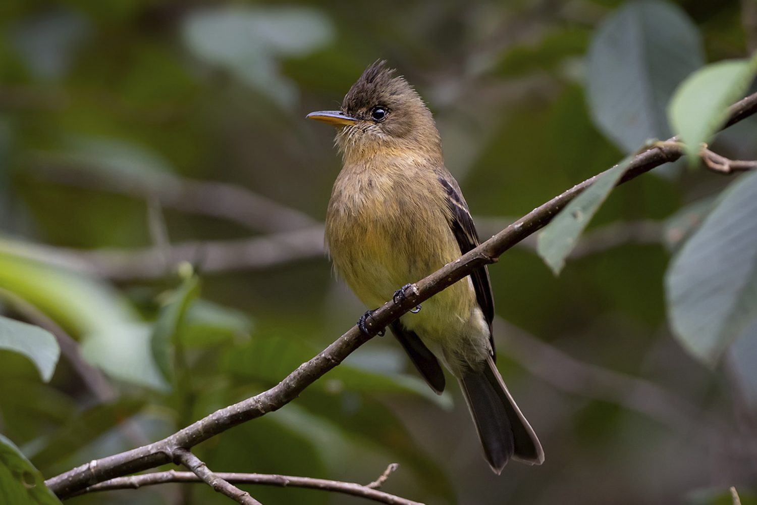 Ochraceous-pewee Chiriqui Birding Panama