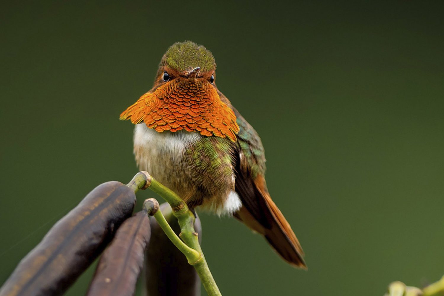 Scintillant hummingbird Chiriqui en Panama