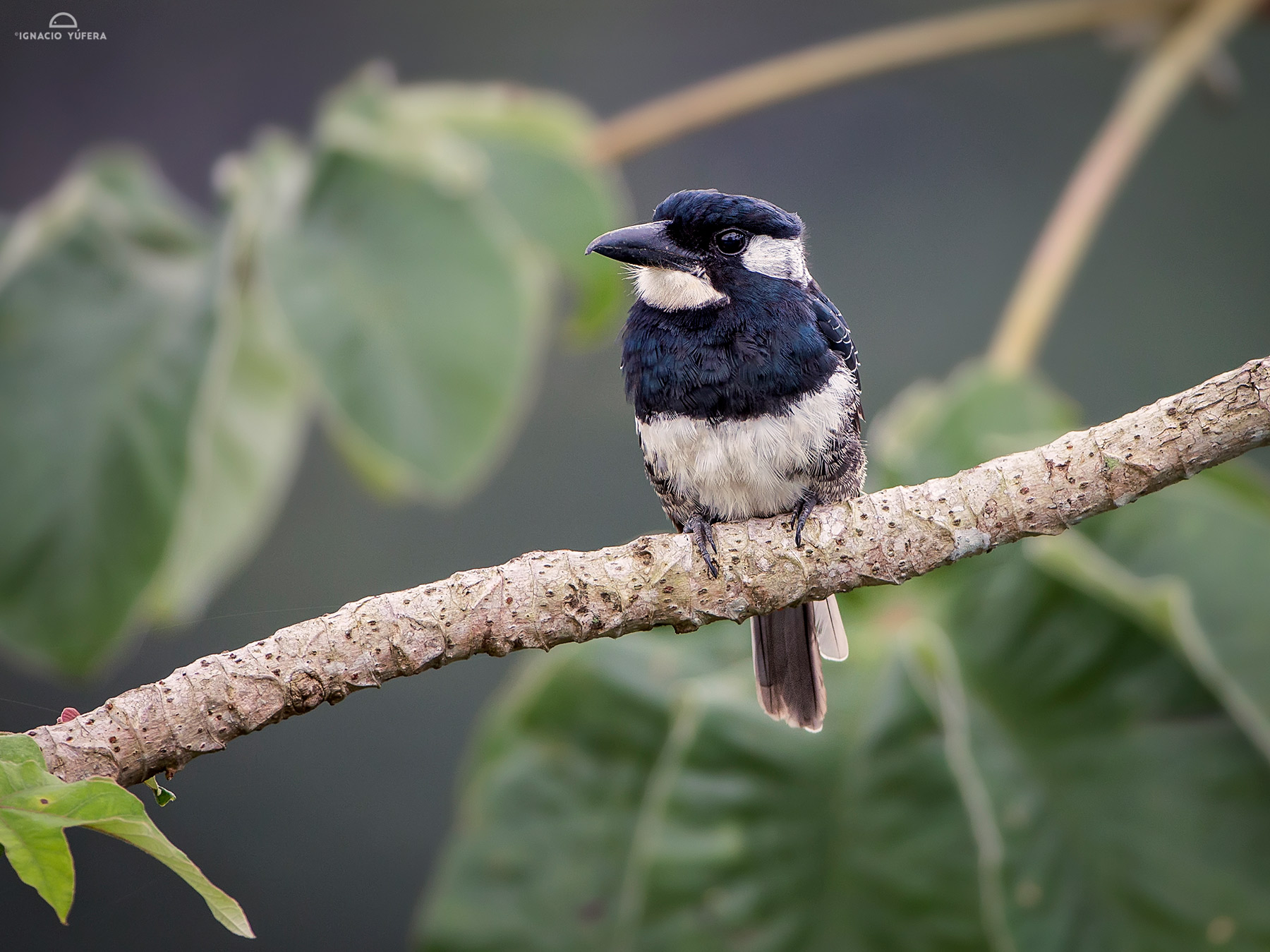 Black-breasted-puffbird Panama