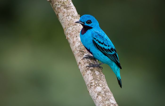 Blue-cotinga-Panama