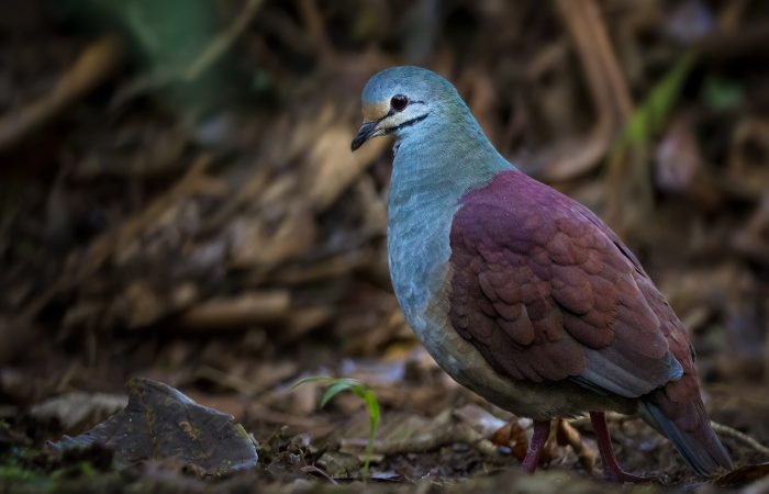 Buff-fronted Quail-dove