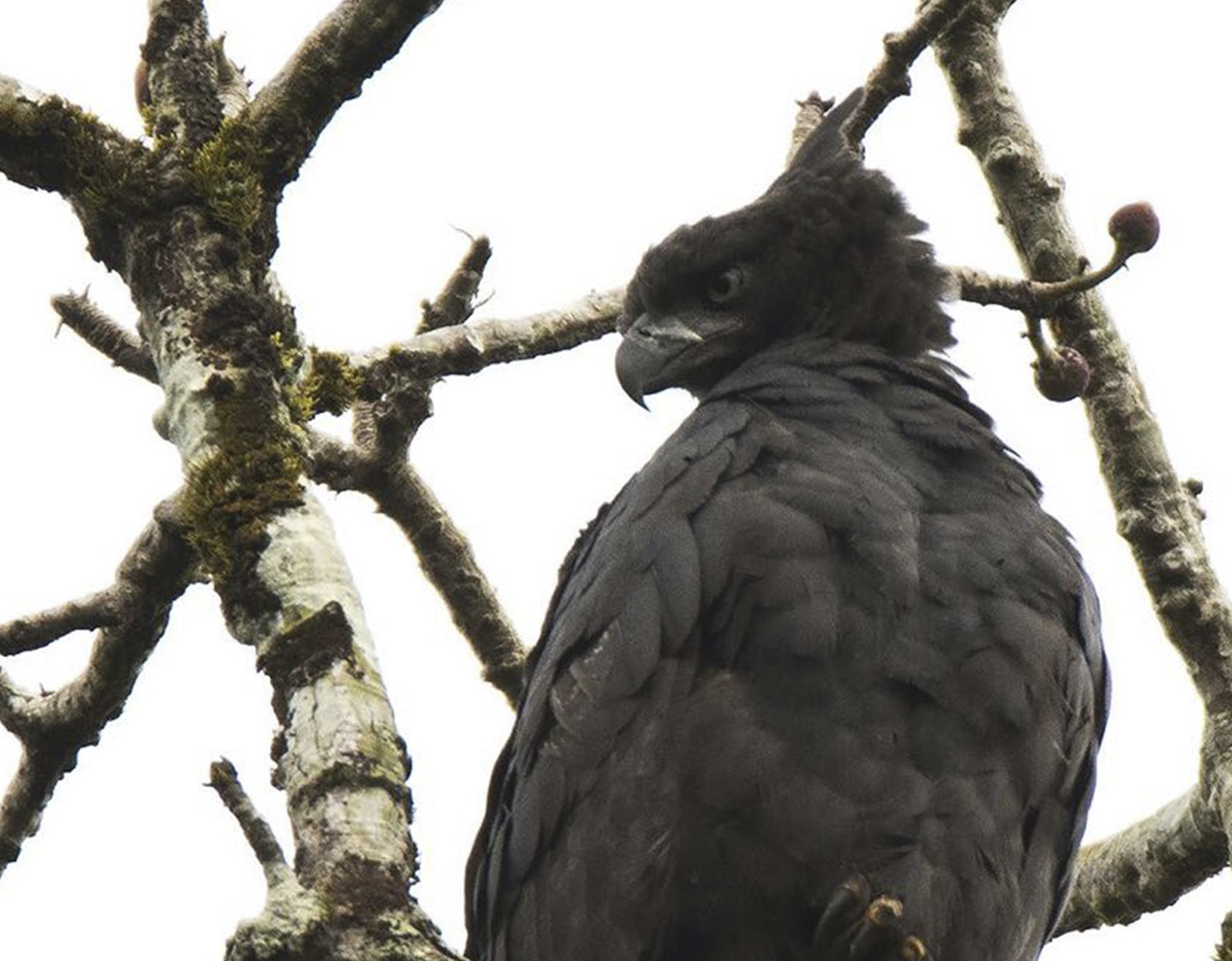 Crested Eagle in Panama