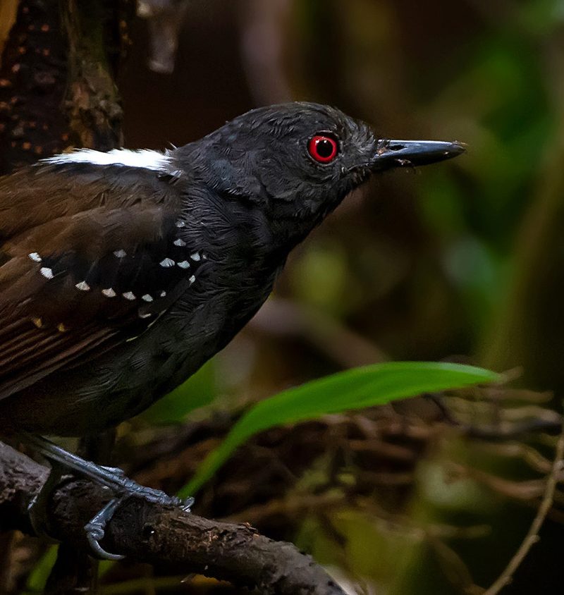 Dull-mantled antbird