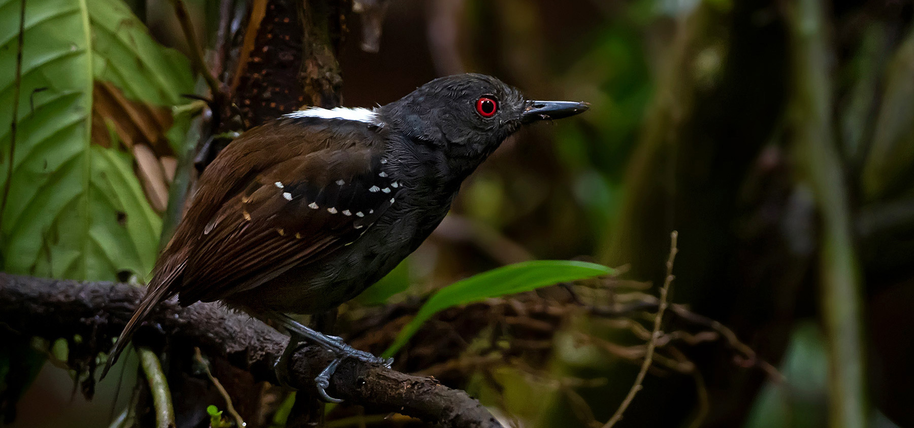 Dull-mantled antbird