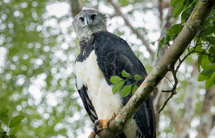 Harpy Eagle in Panama
