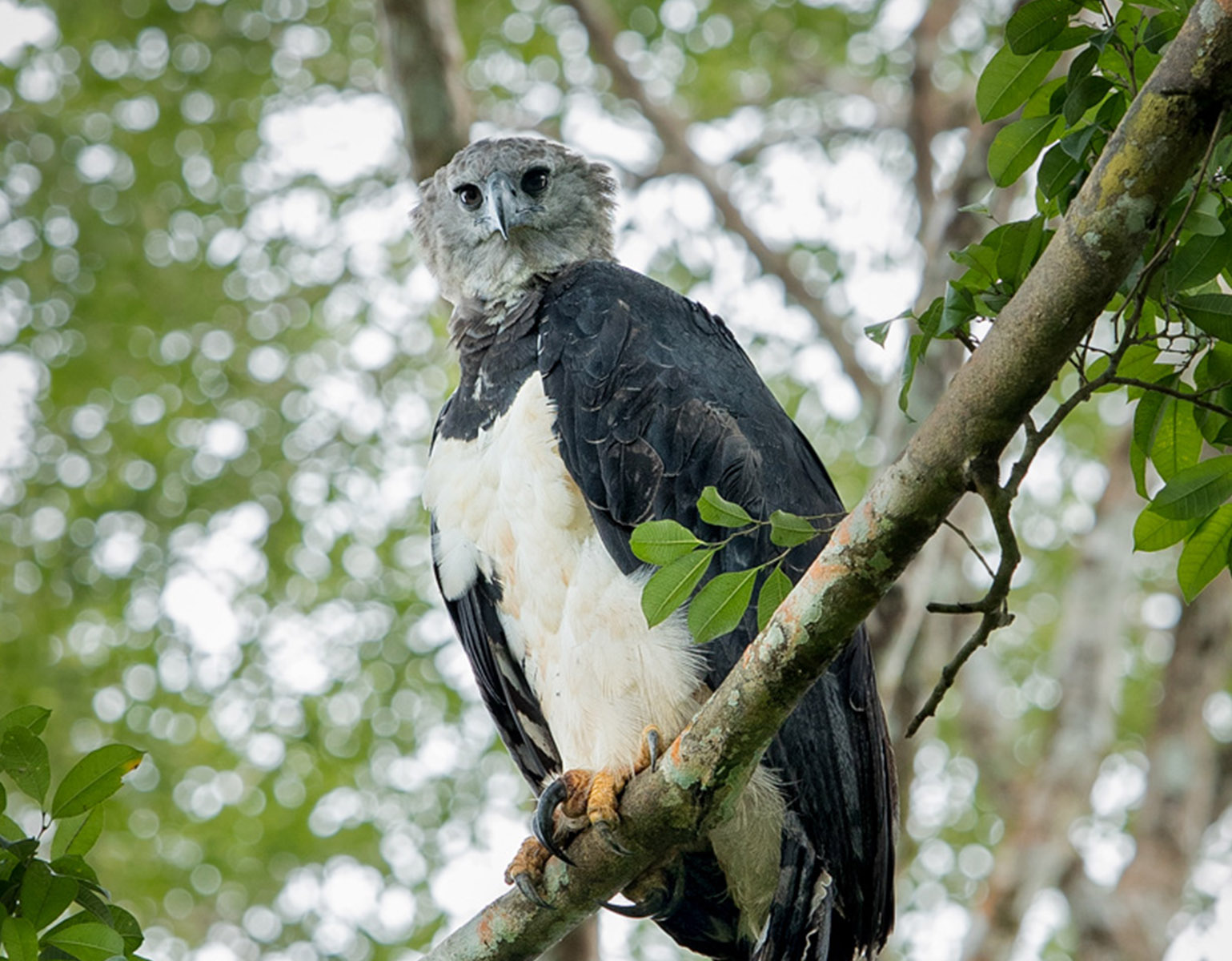 Harpy Eagle in Panama