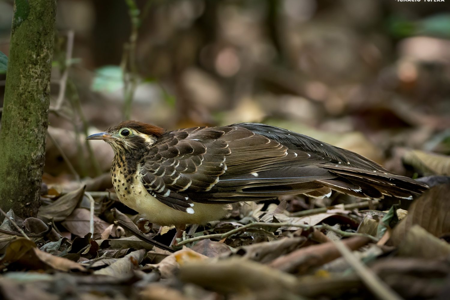 Pheasant Cuckoo Panama