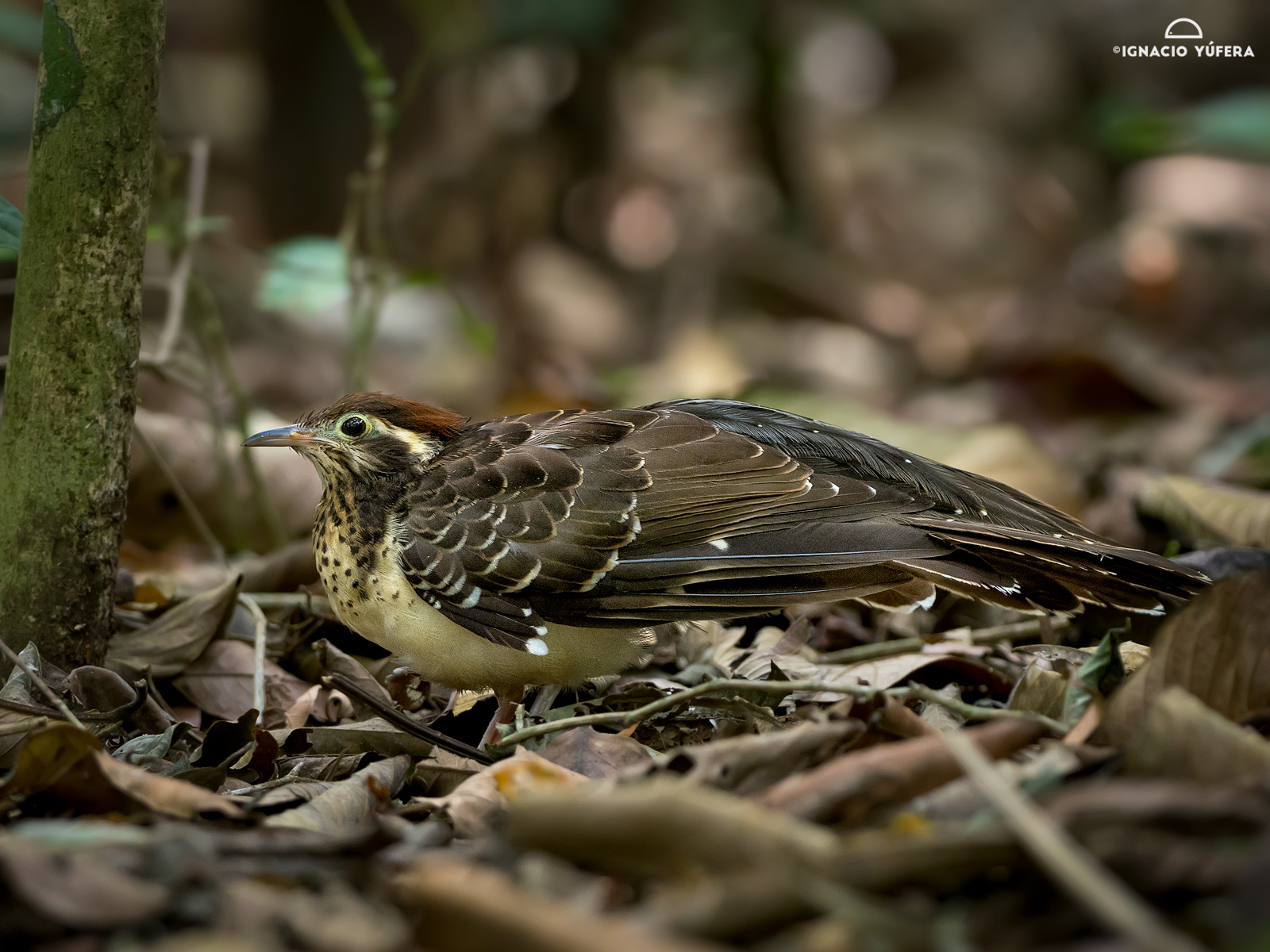 Pheasant Cuckoo Panama