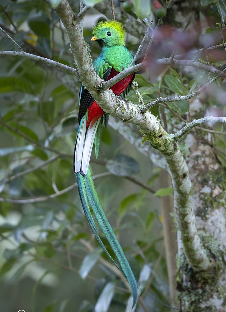Resplendent-Quetzal-