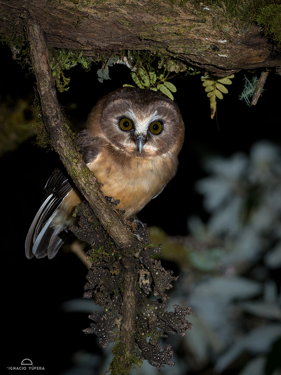 Unspotted-Saw-whet-Owl Panama