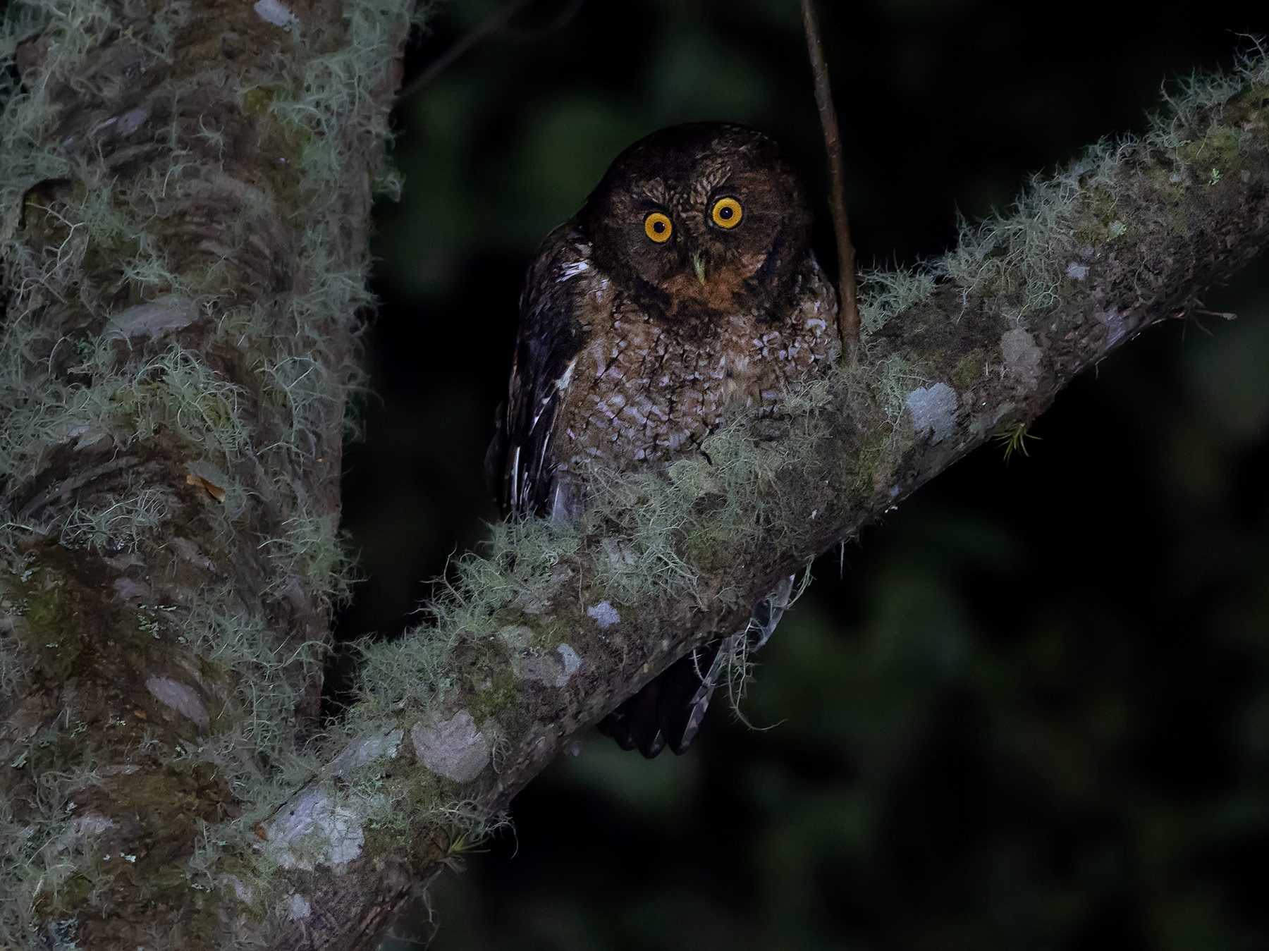 bare-shanked-screech-owl panama